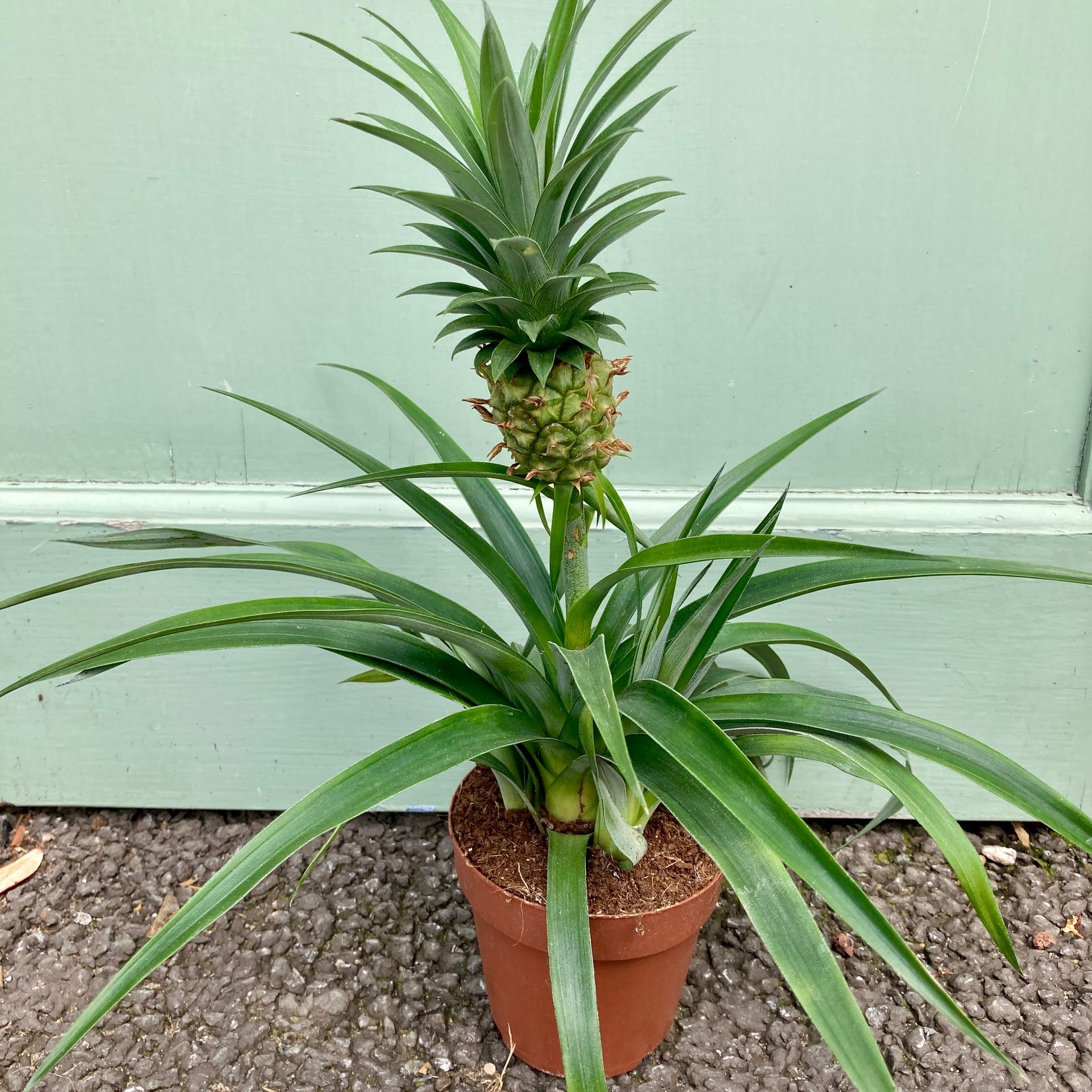 Ananas 'Mi Amigo' | The Palm Centre