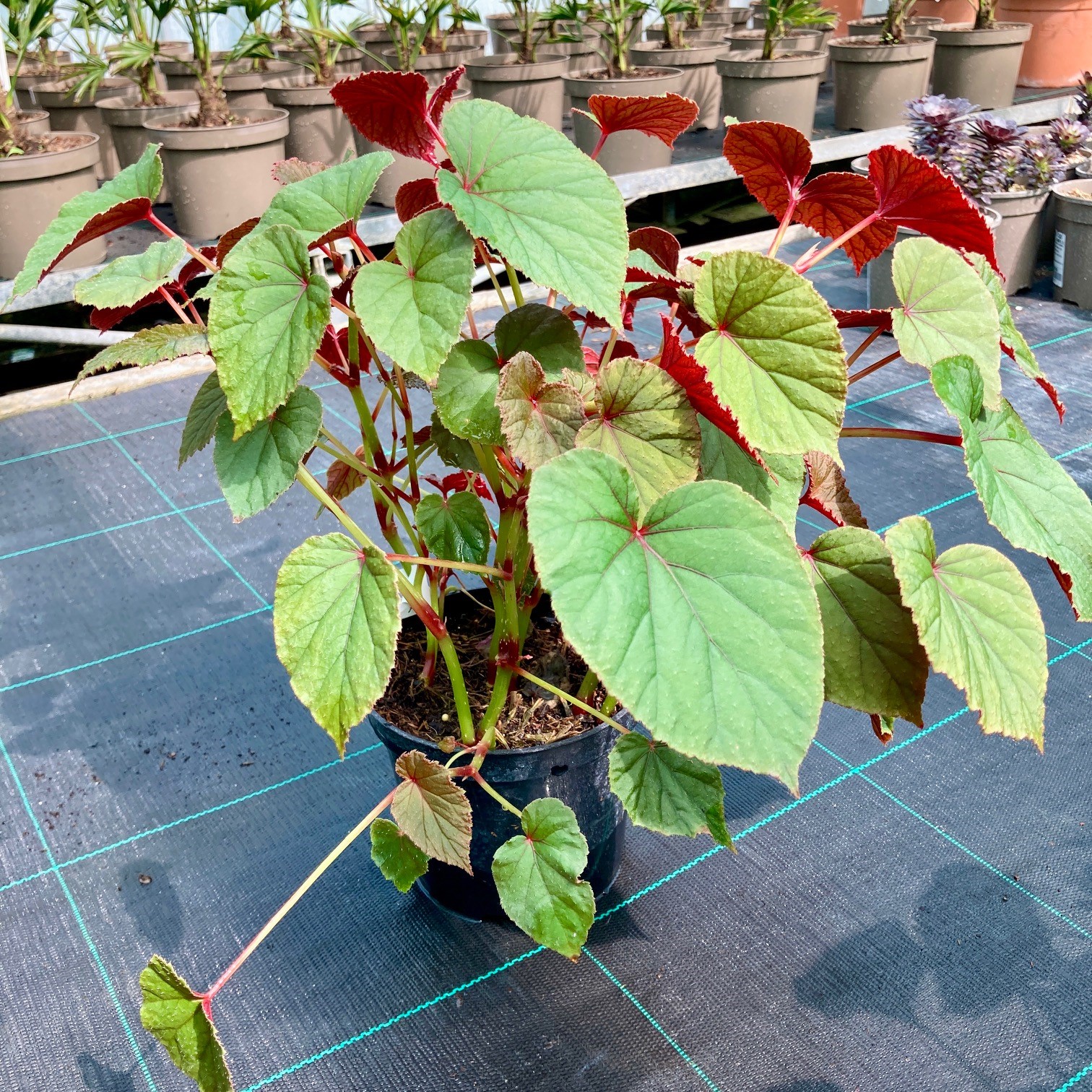 Begonia grandis 'Sapporo' - Image 2