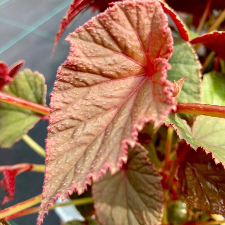 Begonia grandis ‘Sapporo’