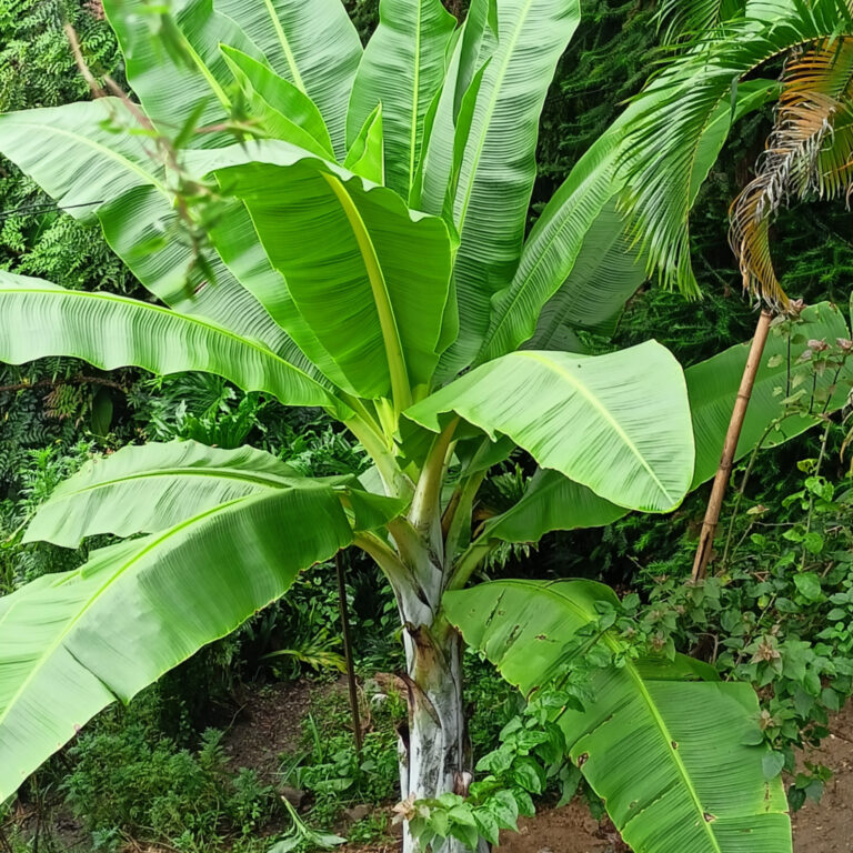 Ensete glaucum