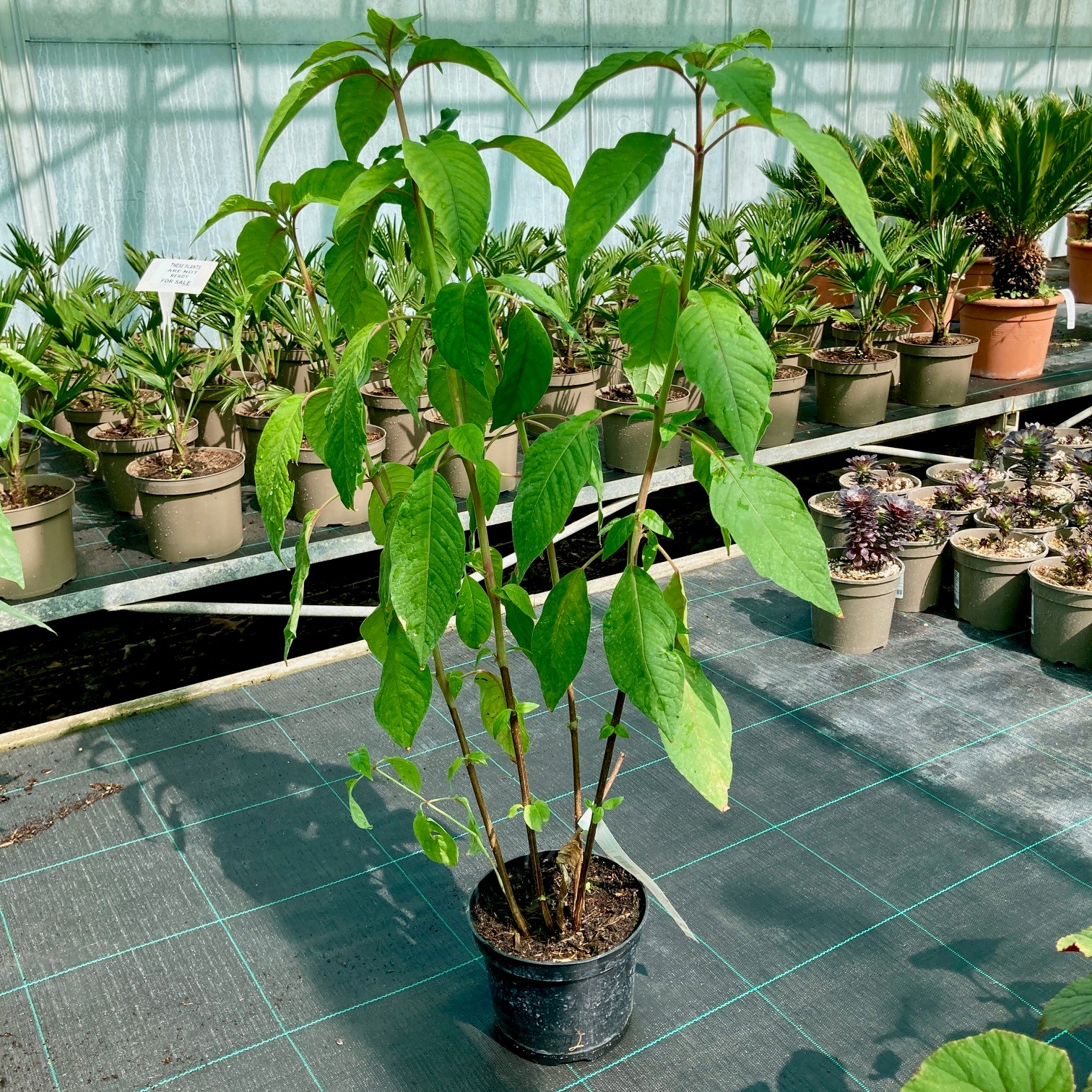 Fuchsia boliviana - Image 2