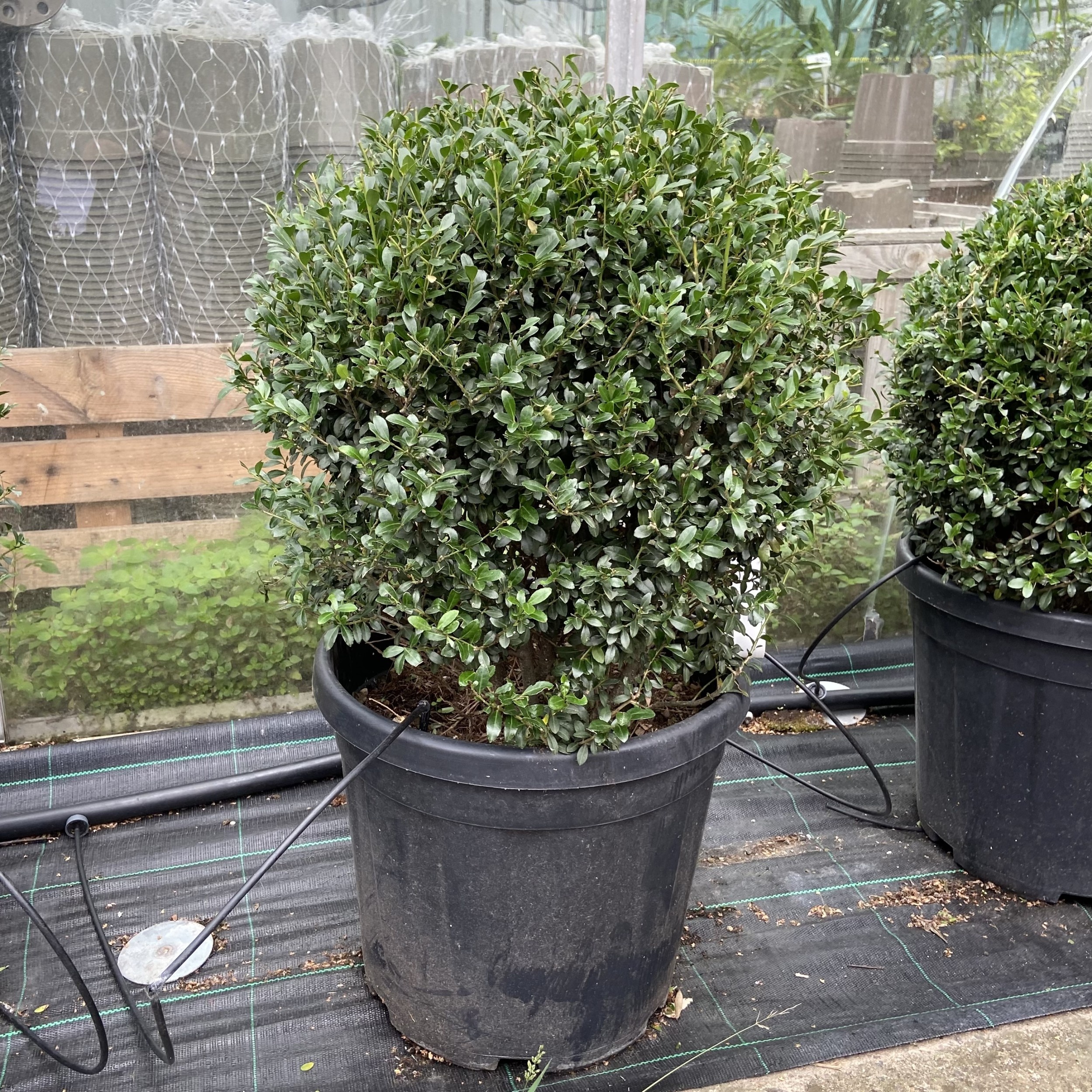 Ilex crenata 'Golden Gem'