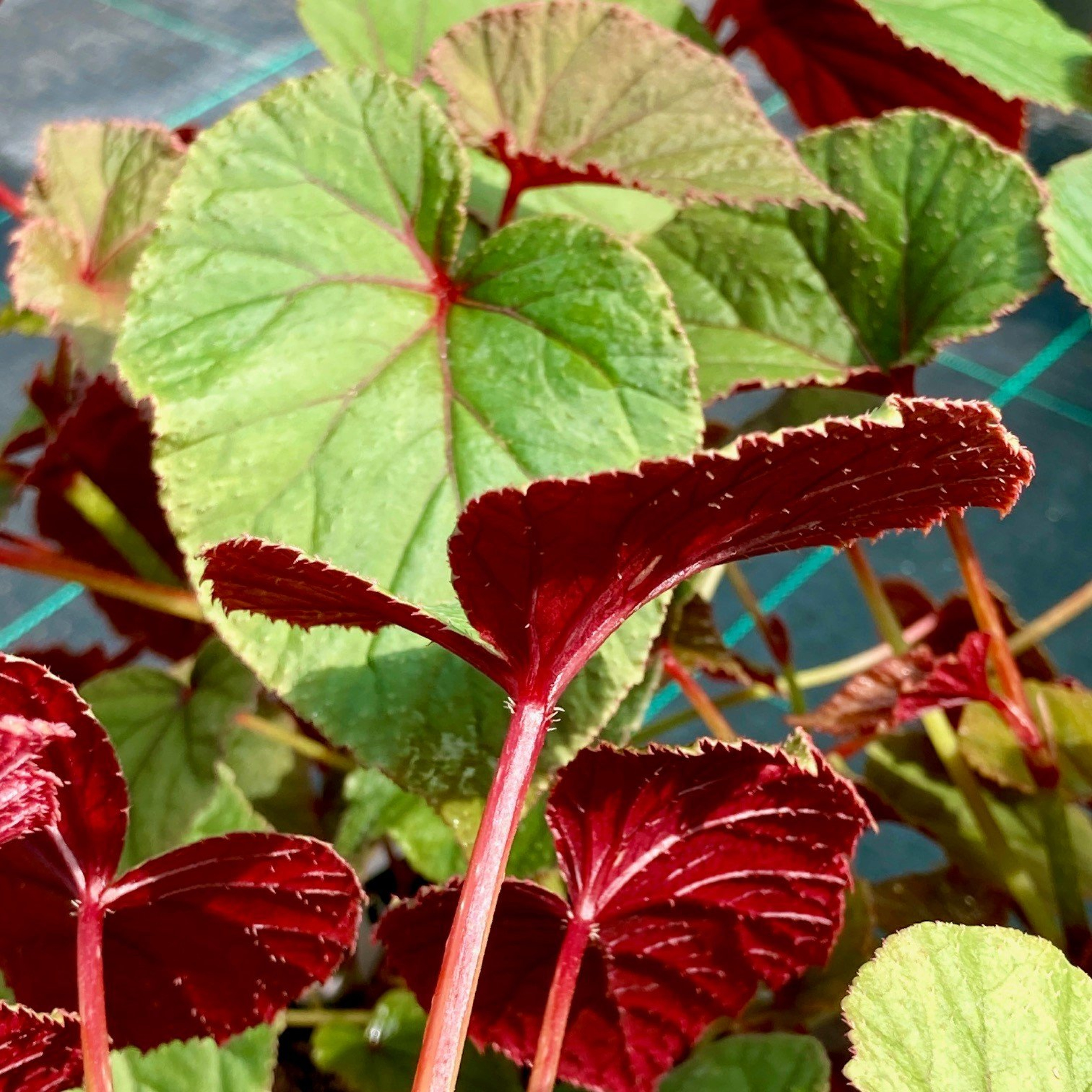 Begonia grandis ‘Sapporo’ | The Palm Centre