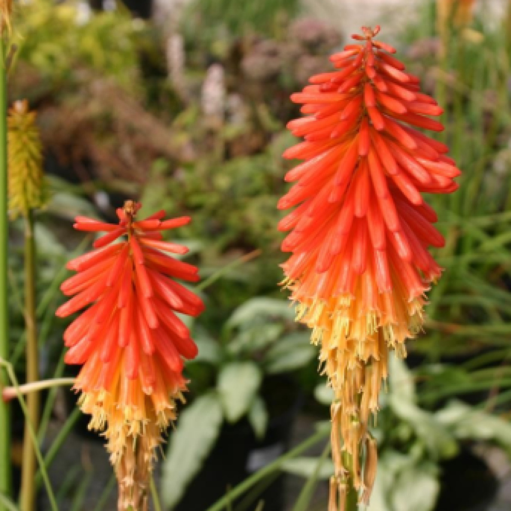 kniphofia-papaya-popsicle-the-palm-centre