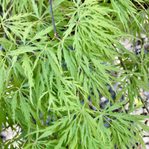 Acer palmatum diissectum 'Viridis'