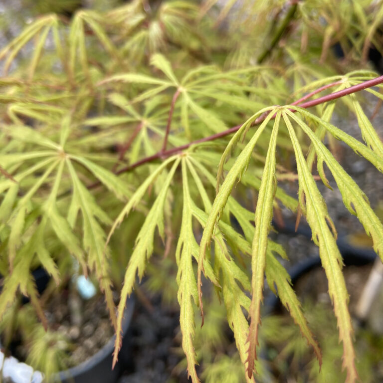 Acer palmatum diissectum 'Viridis'