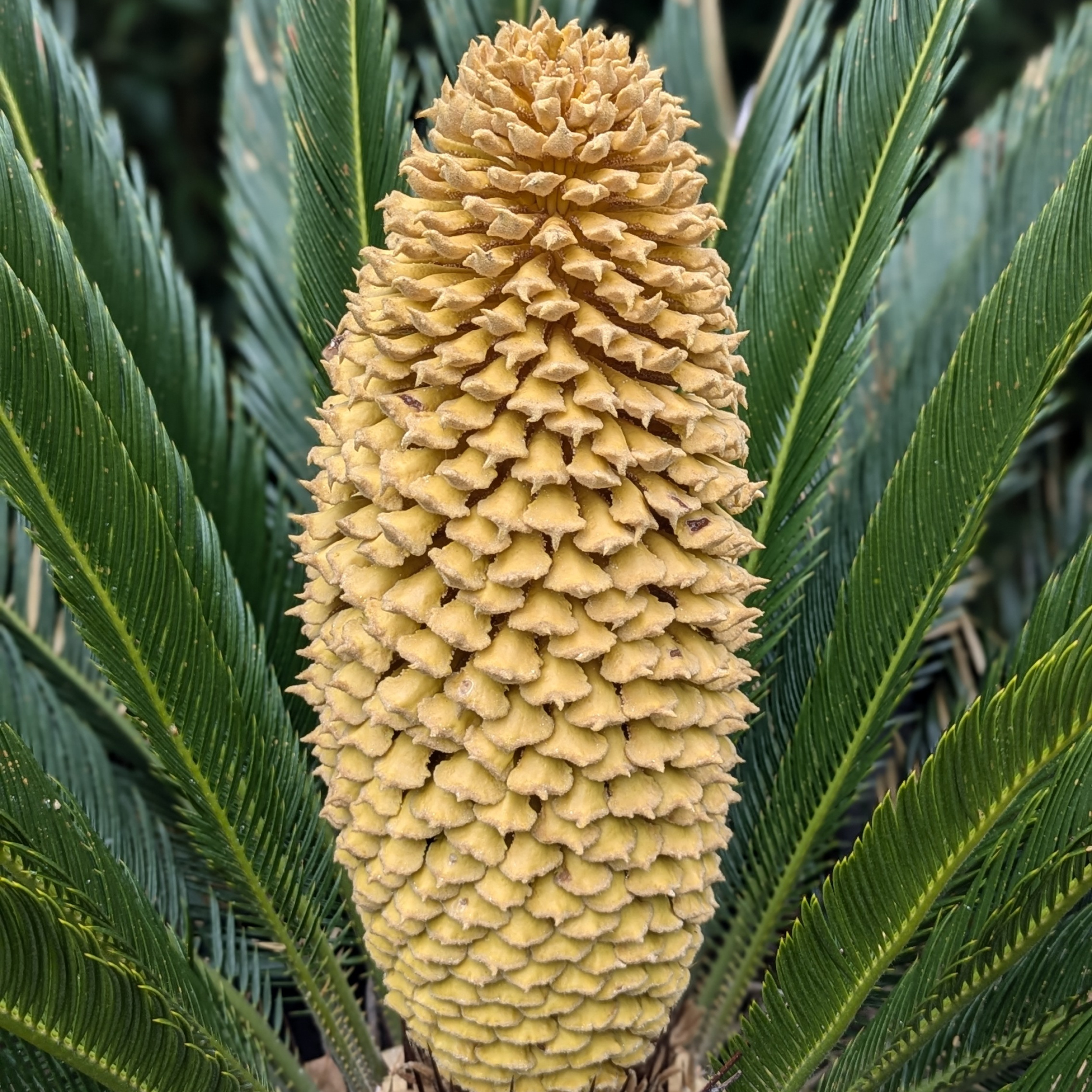 Cycas revoluta