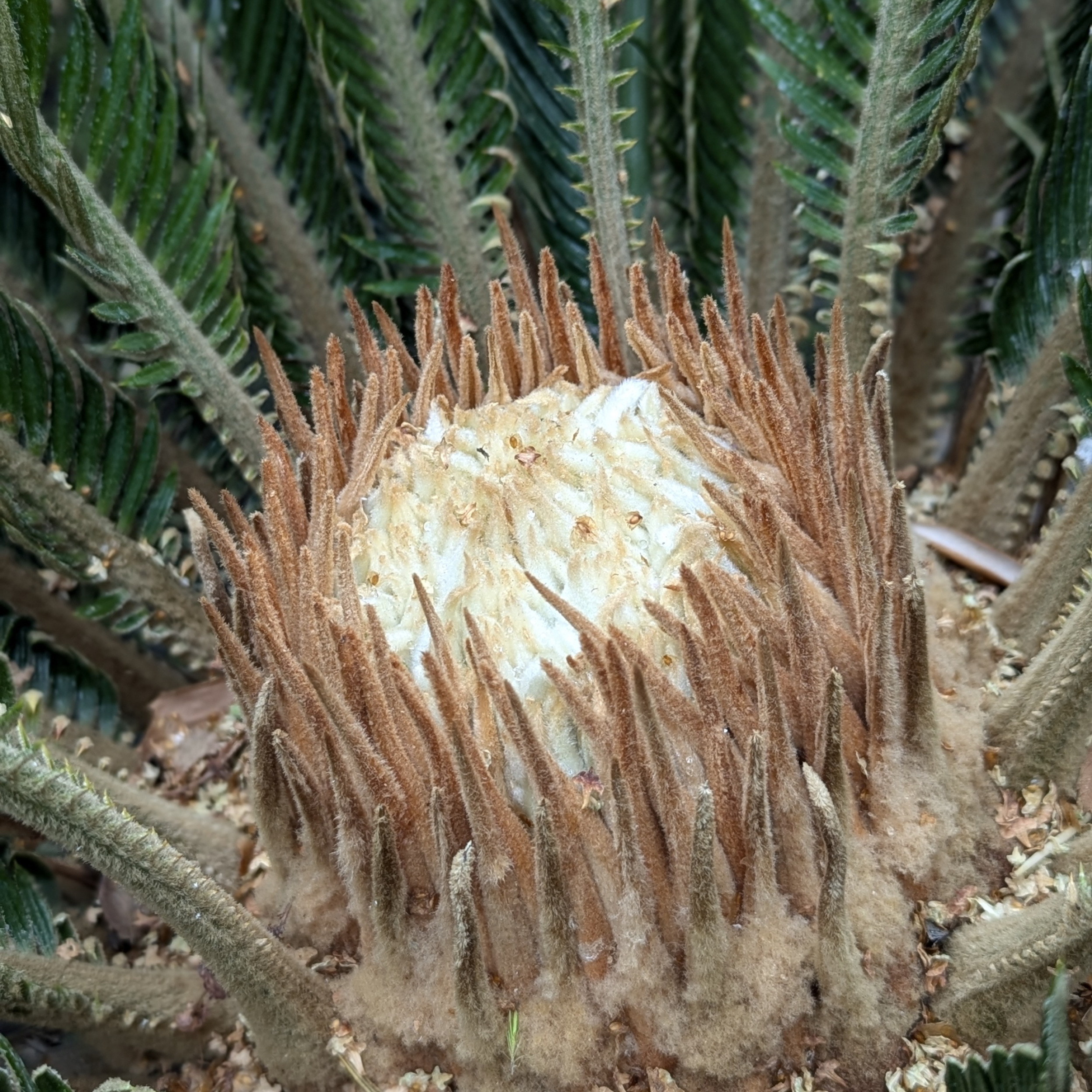 Cycas revoluta