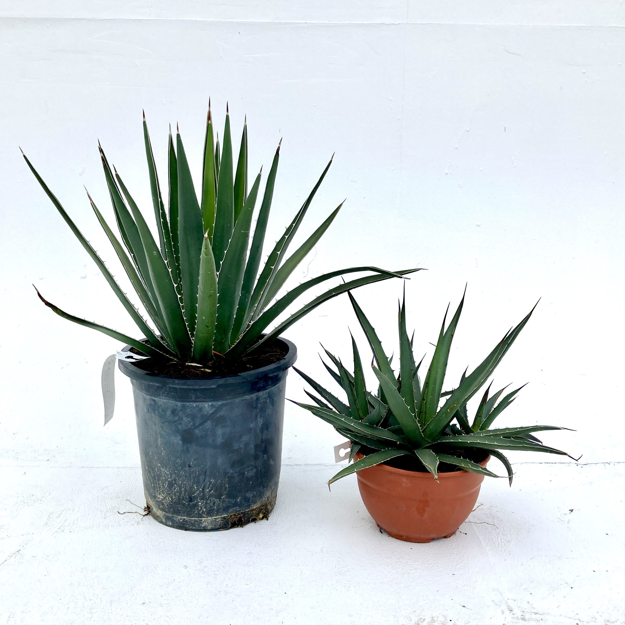 Agave lechuguilla | The Palm Centre