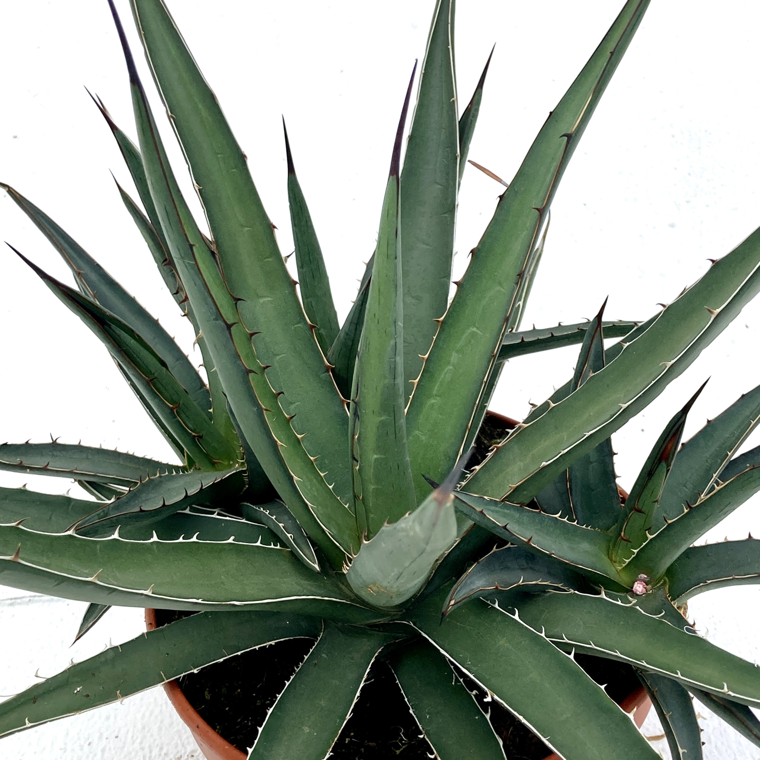 Agave lechuguilla | The Palm Centre