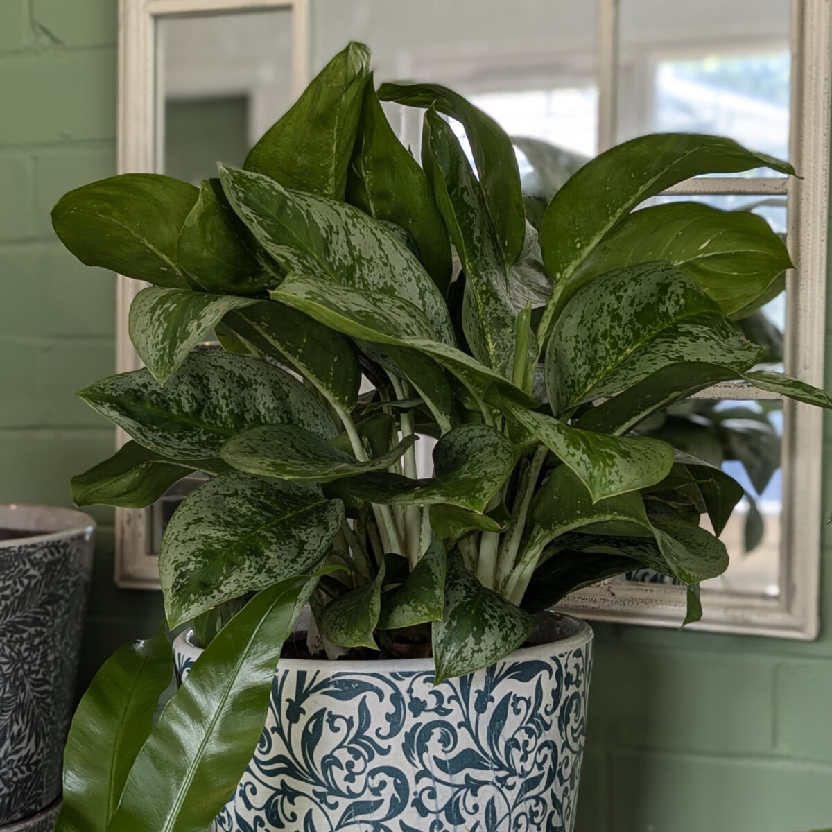 AGLM Aglaonema 'Lemon Mint'