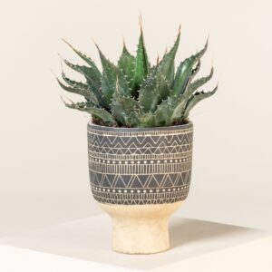AGM Agave montana
