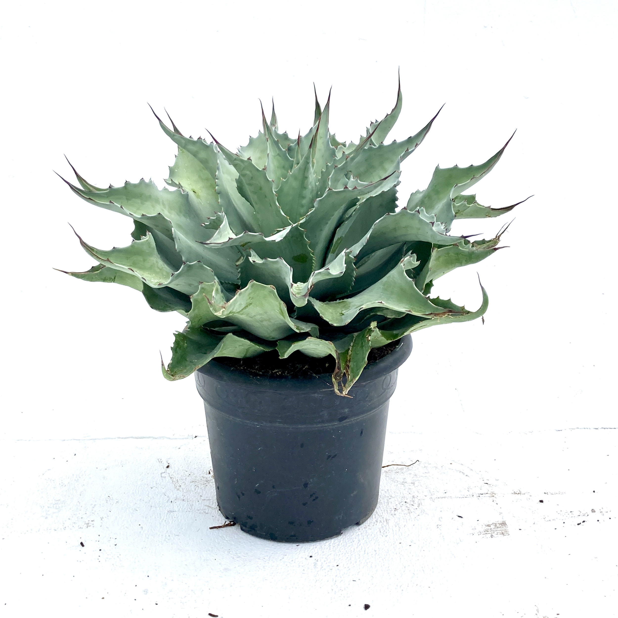 アガベ Agave ovatifolia 'Awakening Angel' 202 Agave ovatifolia