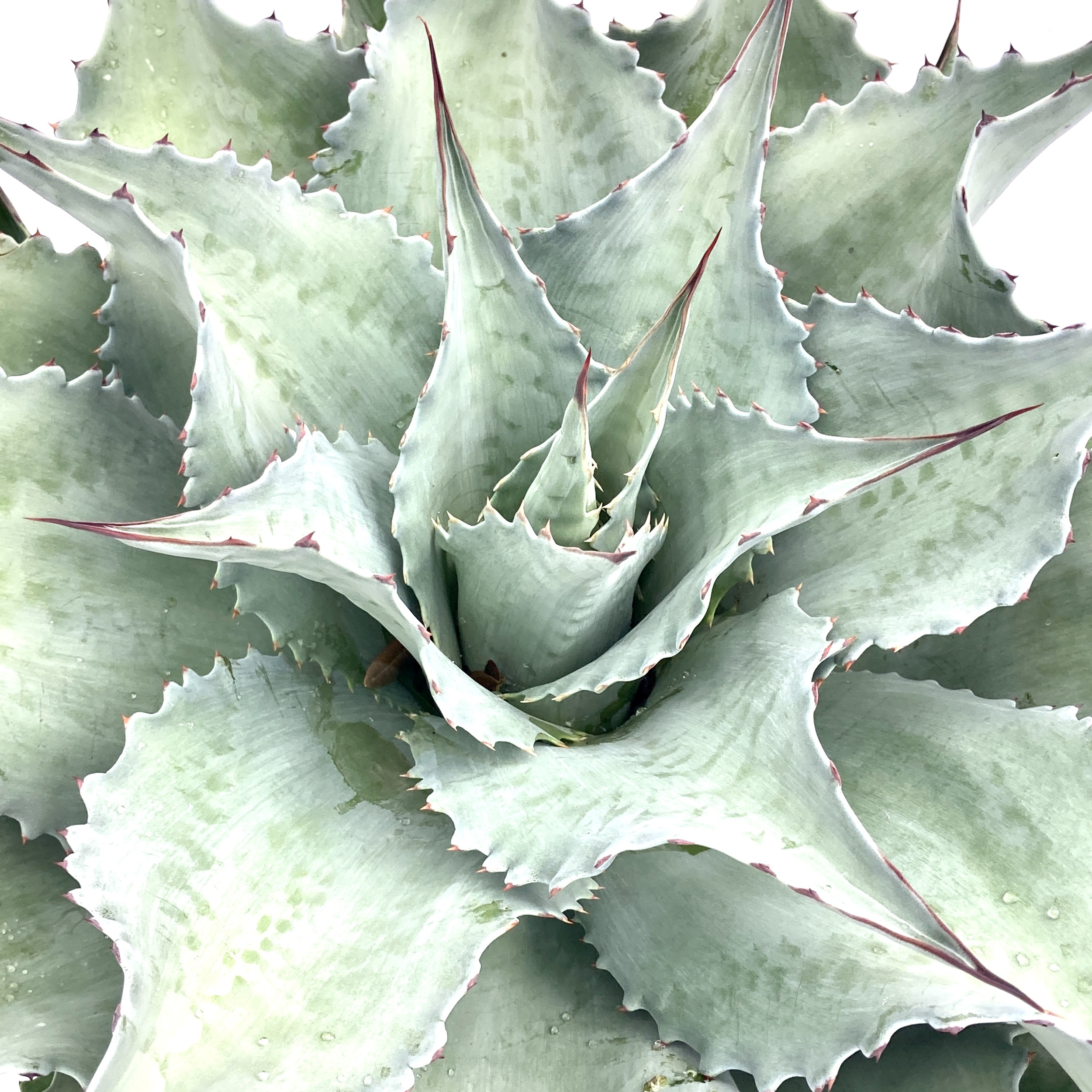 S1113-19 Agave ovatifolia Vanzie variegated white アガベ オバティ