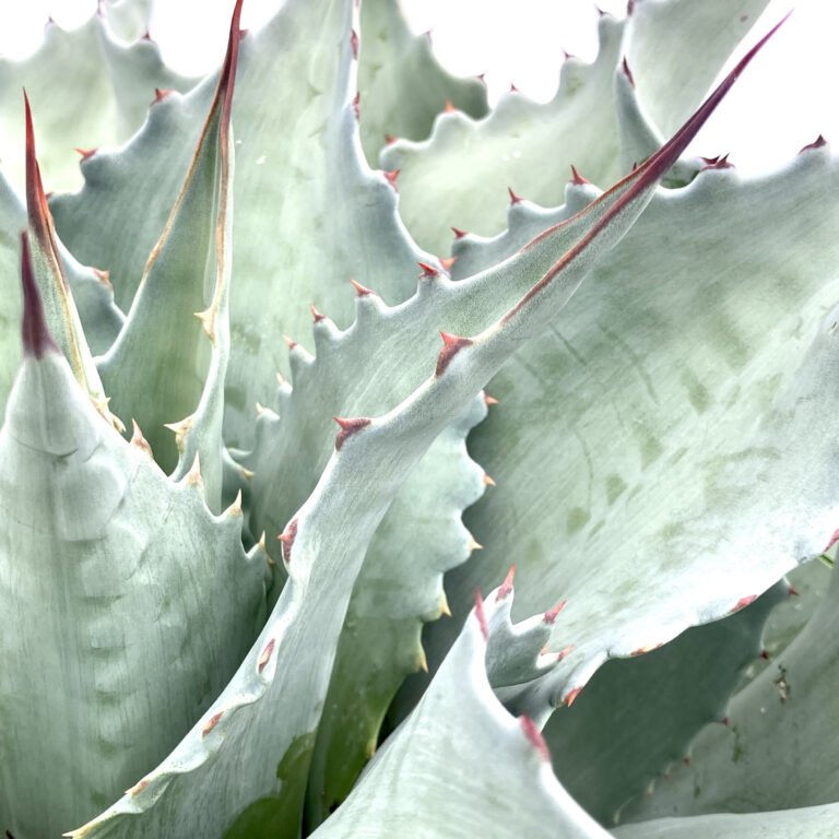 AVZ Agave ovatifolia 'Vanzie'