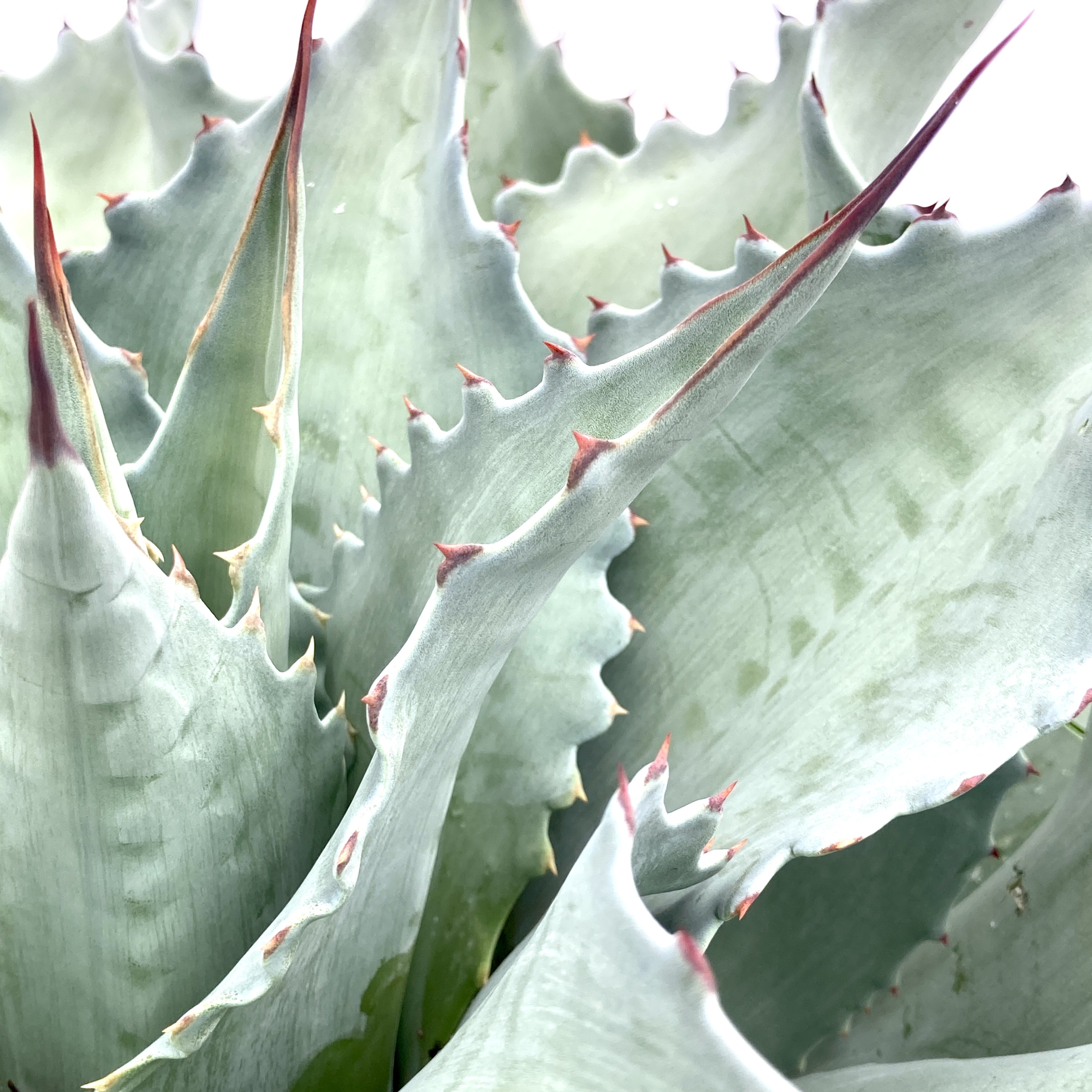 AVZ Agave ovatifolia 'Vanzie'