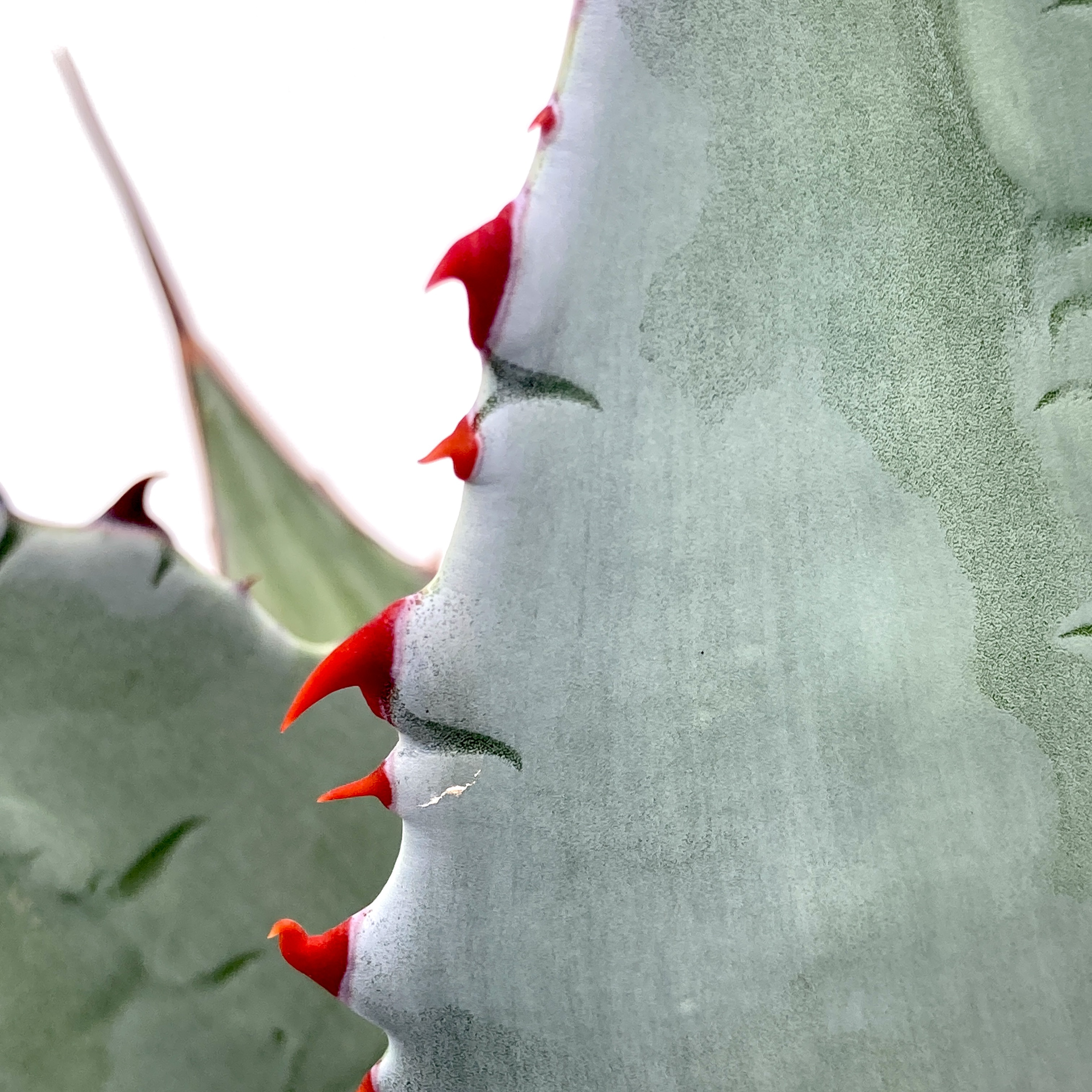 Agave parryi | The Palm Centre