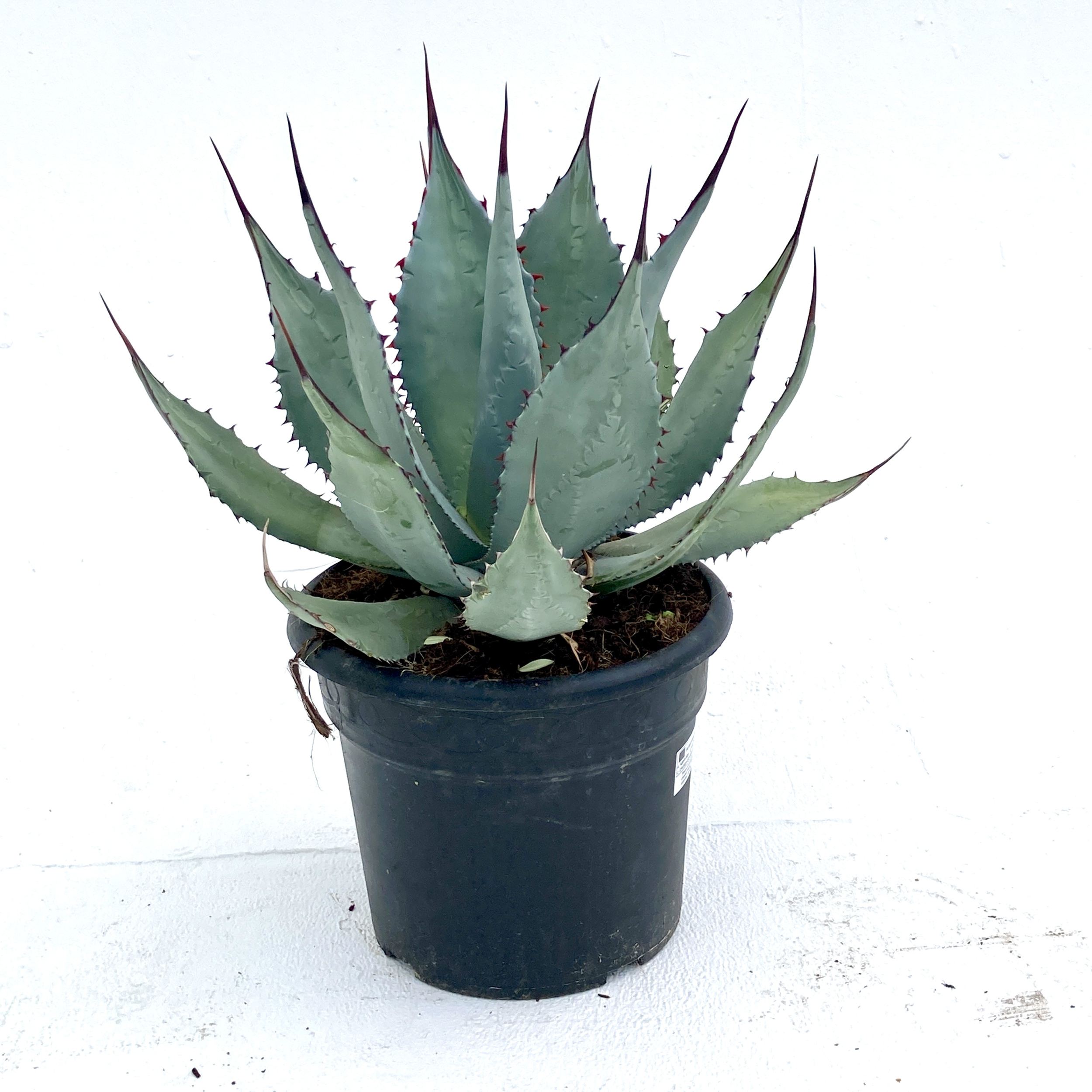アガベ Agave parryi 'Desert Delight' 200 Agave parryi Desert