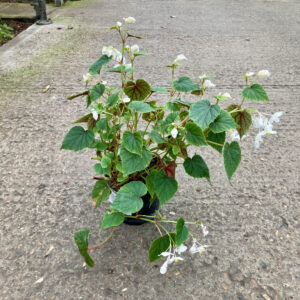 BSN Begonia grandis subsp. sinensis ‘Snowpop’