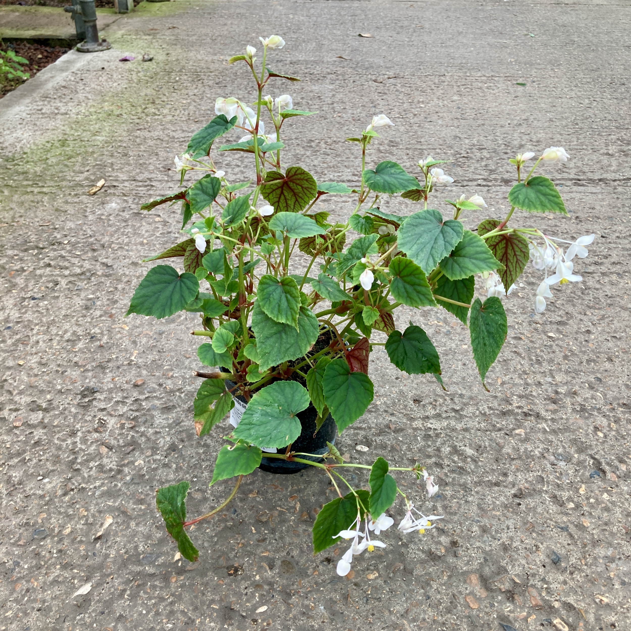 BSN Begonia grandis subsp. sinensis ‘Snowpop’