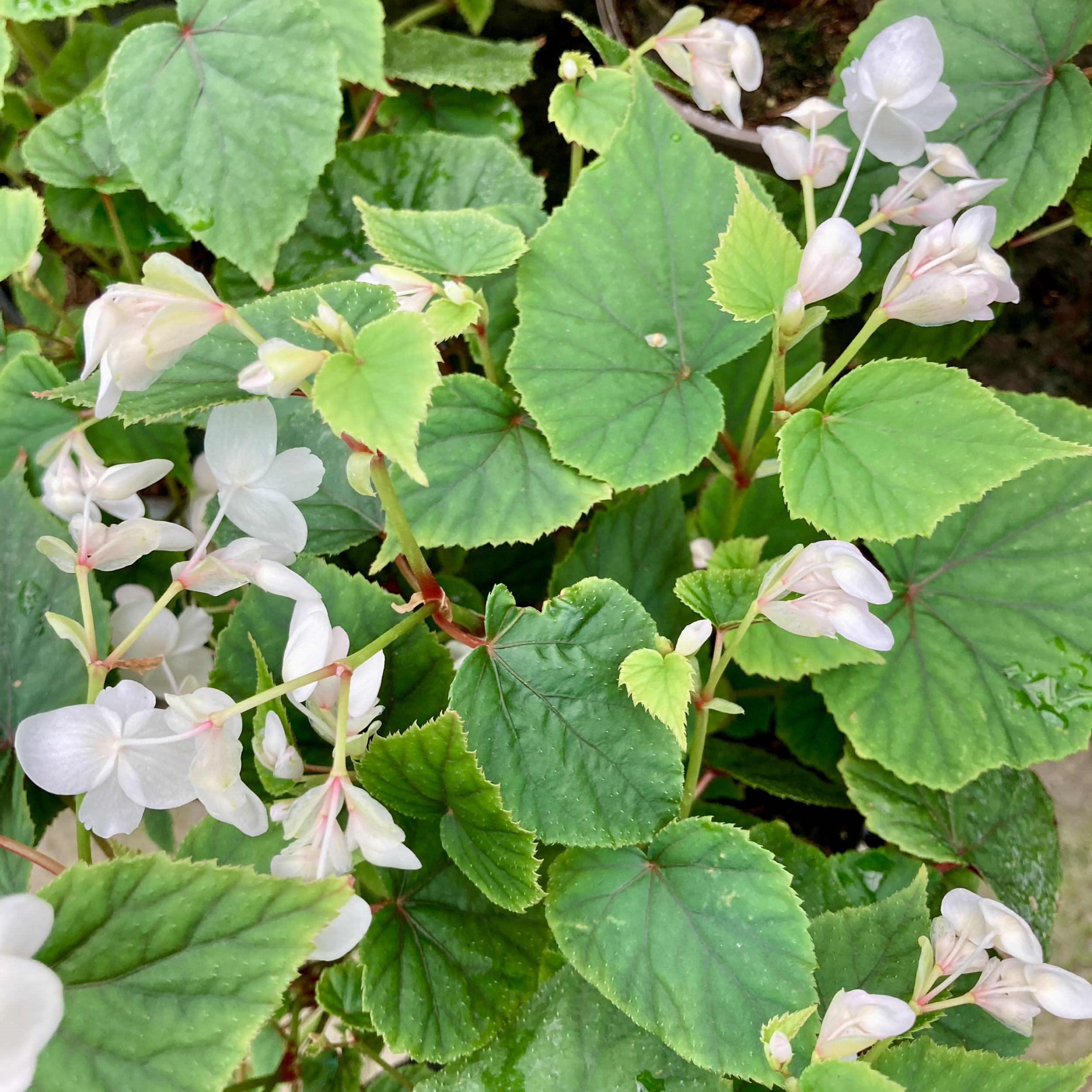 BSN Begonia grandis subsp. sinensis ‘Snowpop’