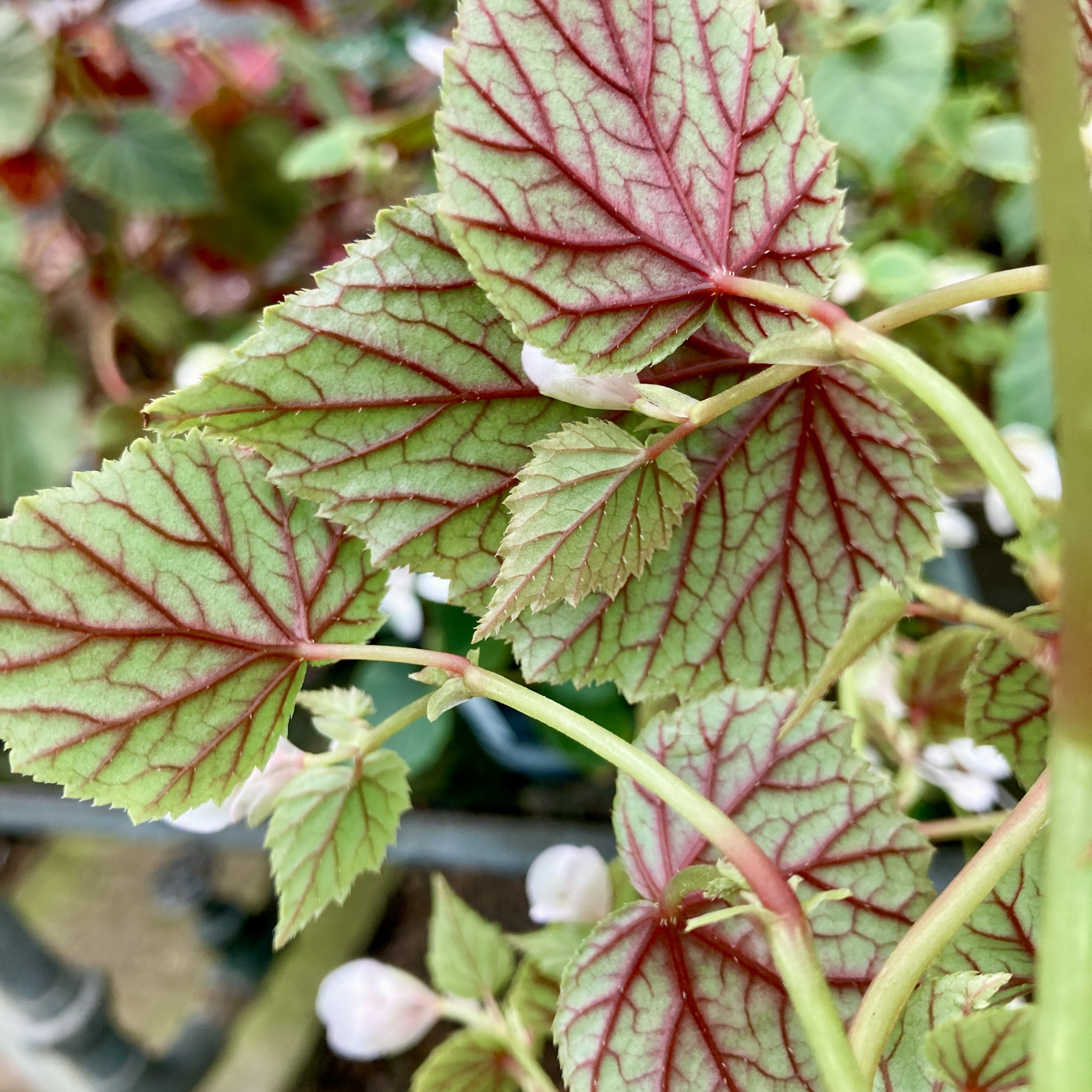 BSN Begonia grandis subsp. sinensis ‘Snowpop’