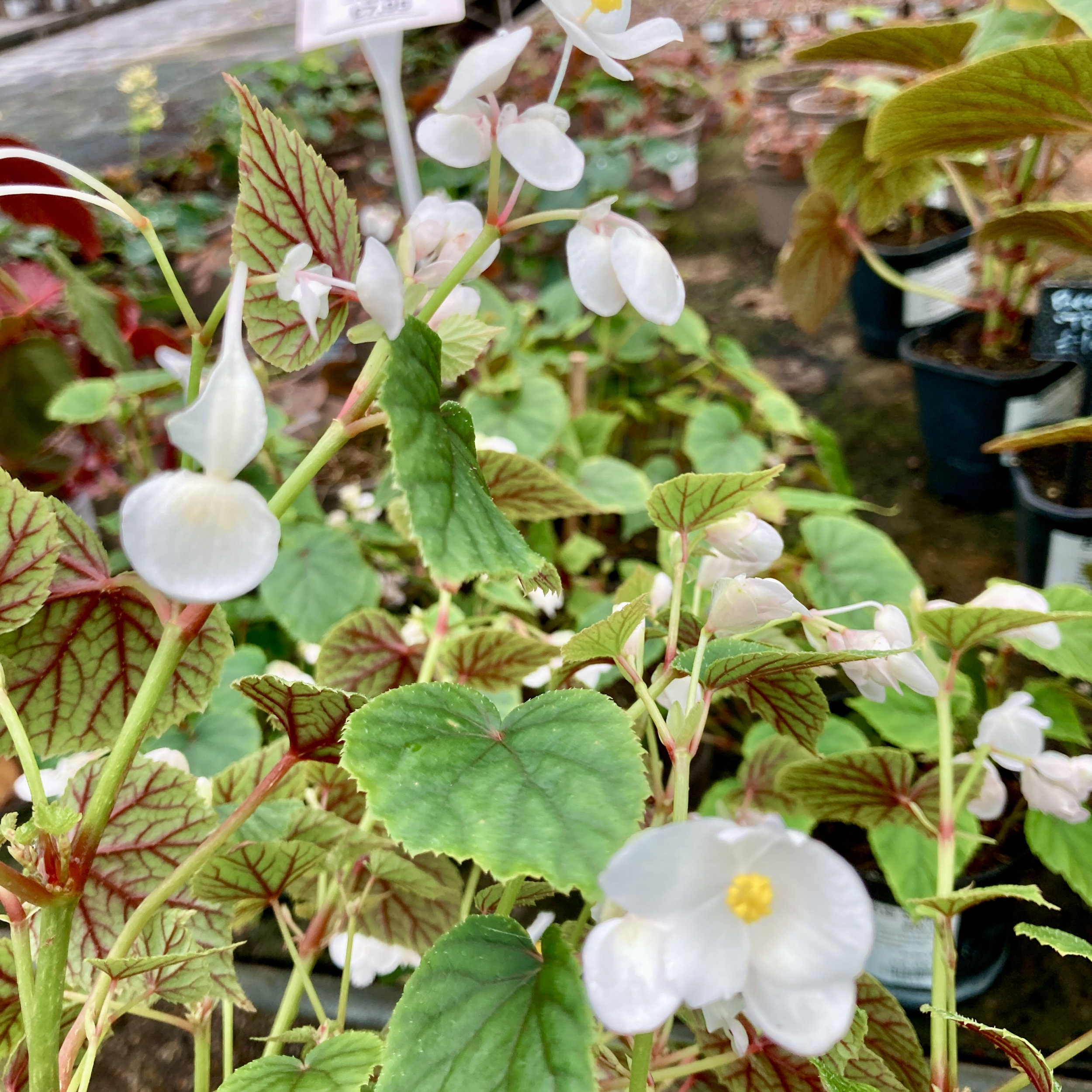 BSN Begonia grandis subsp. sinensis ‘Snowpop’