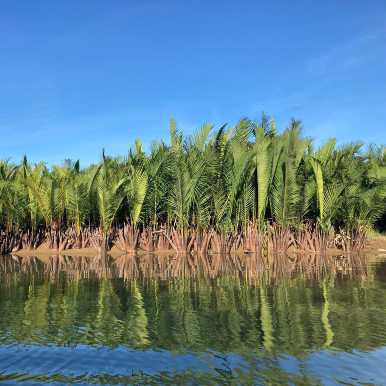 Nypa fruticans - NFT