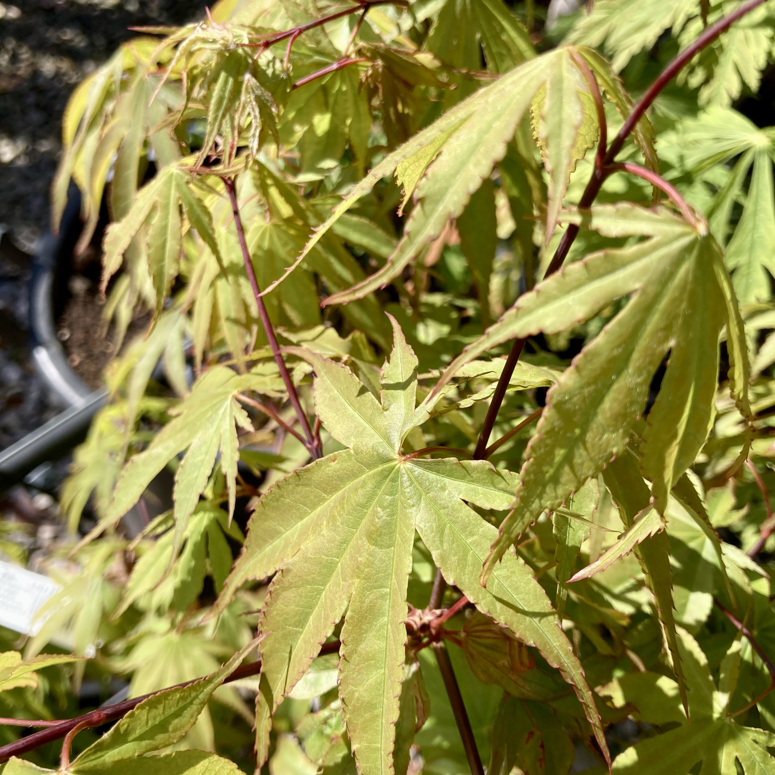 Acer palmatum 'Osaka Zuki' | The Palm Centre