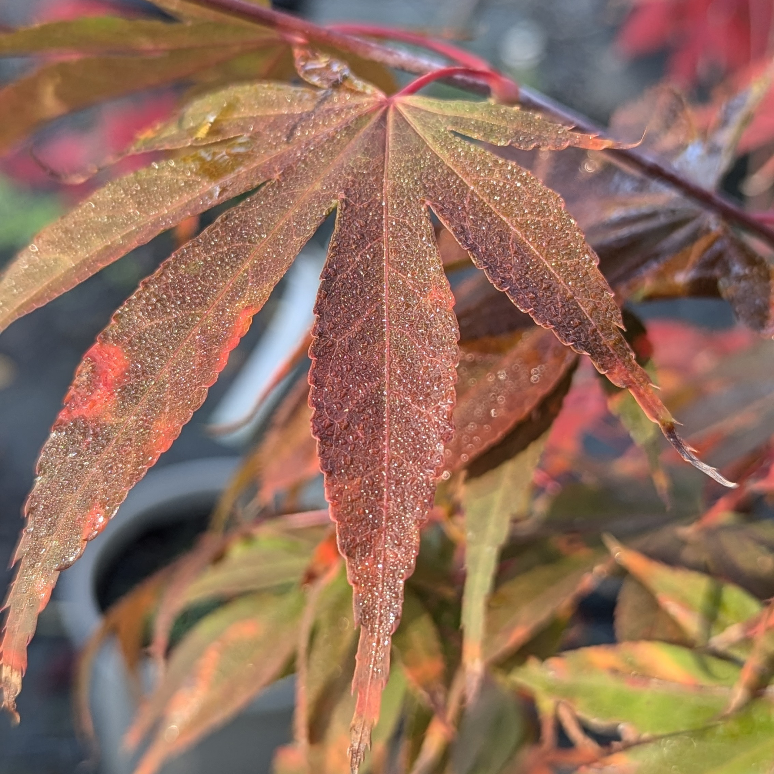 Acer palmatum 'Osaka Zuki' | The Palm Centre