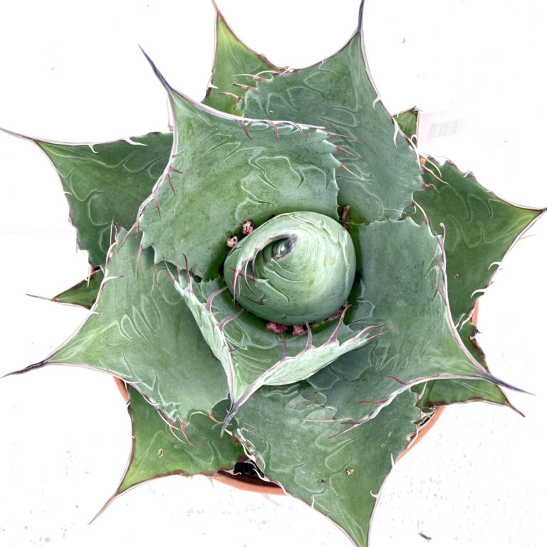 agave variegata americana Variegated Century Plant main image 0