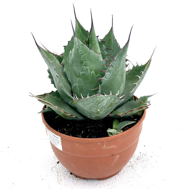 Agave parrasana | The Palm Centre