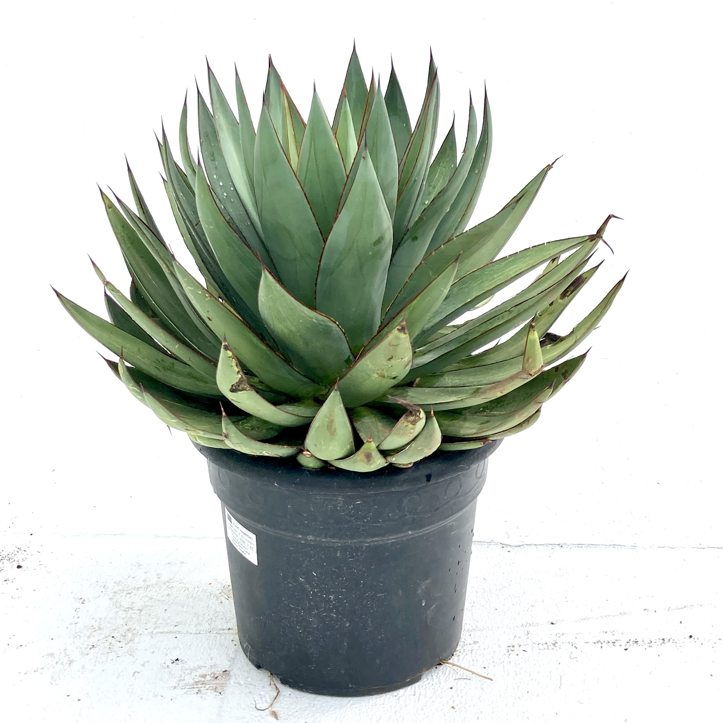 AXR Agave × romani