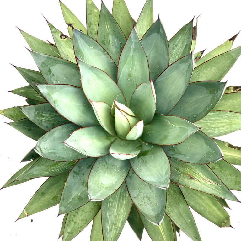 AXR Agave × romani