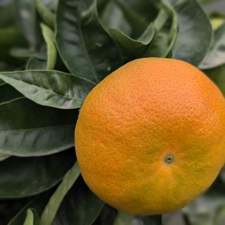 CTC Citrus reticulata (mandarin orange)