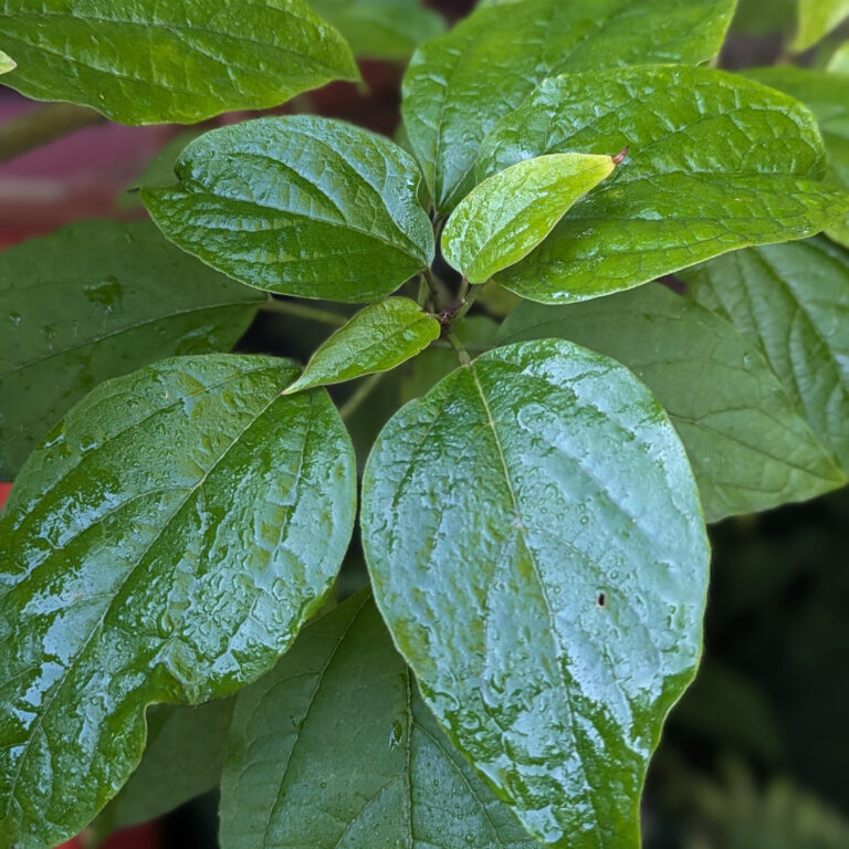 CTF Clerodendrum trichotomum 'Fargesii'