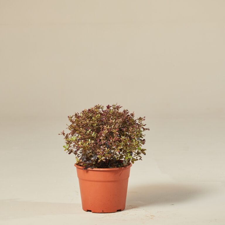 Pittosporum 'Tom Thumb'
