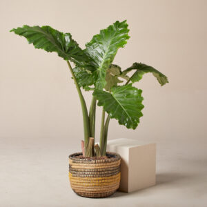 AOT Alocasia portodora