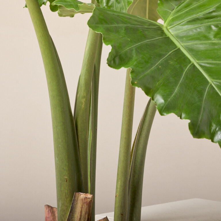 AOT Alocasia portodora