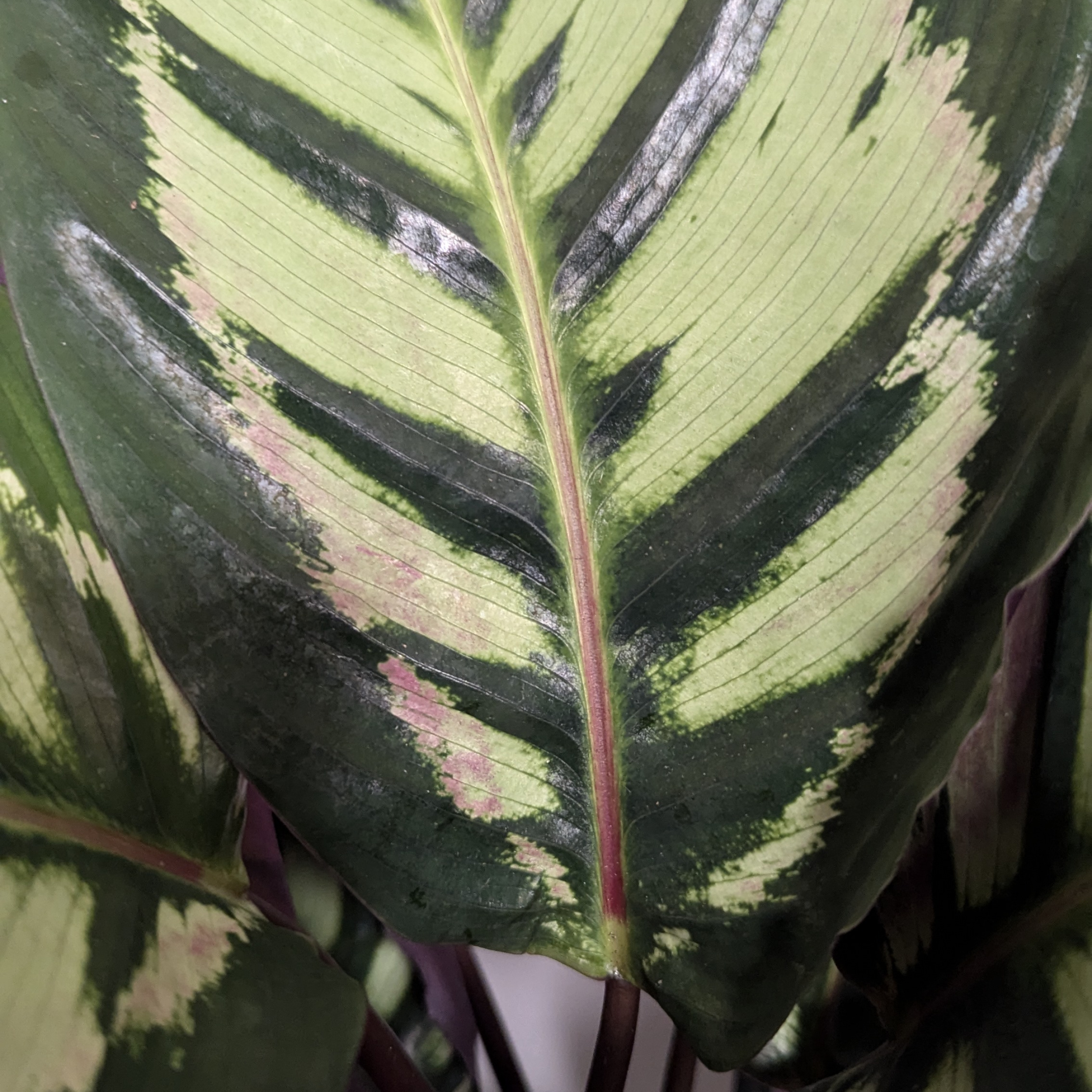 dracaena marginata yellow leaves Kiwi Dragon Tree  Dracaena kiwi Cane