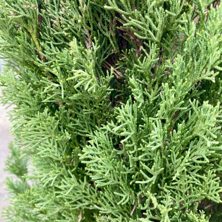 Cupressus sempervirens ‘Totem’