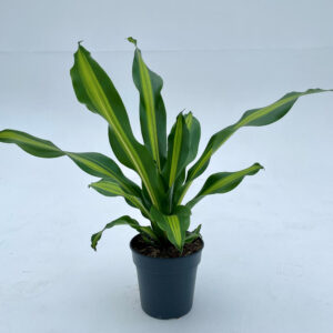 DBU Dracaena burley