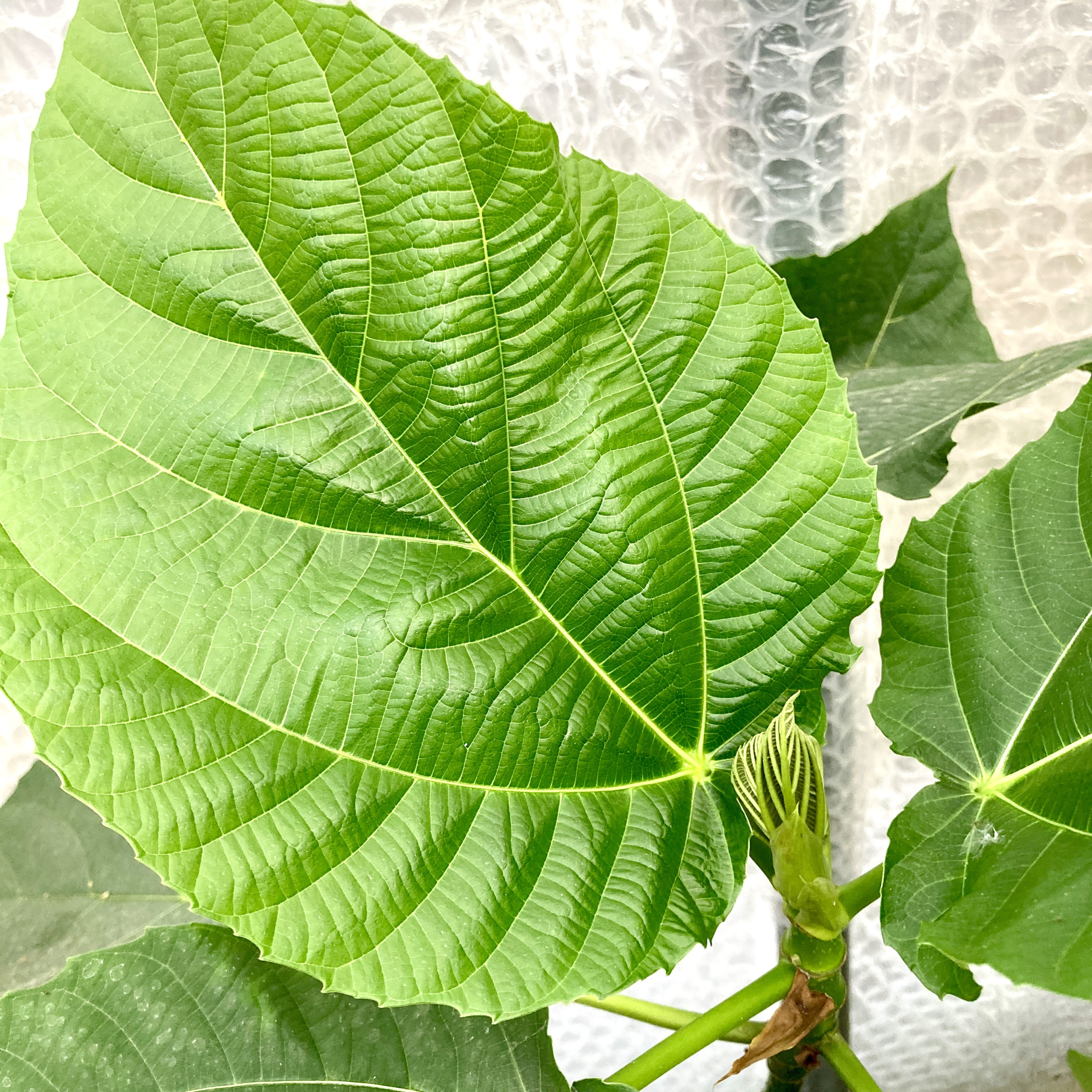 JL-FIA Ficus auriculata