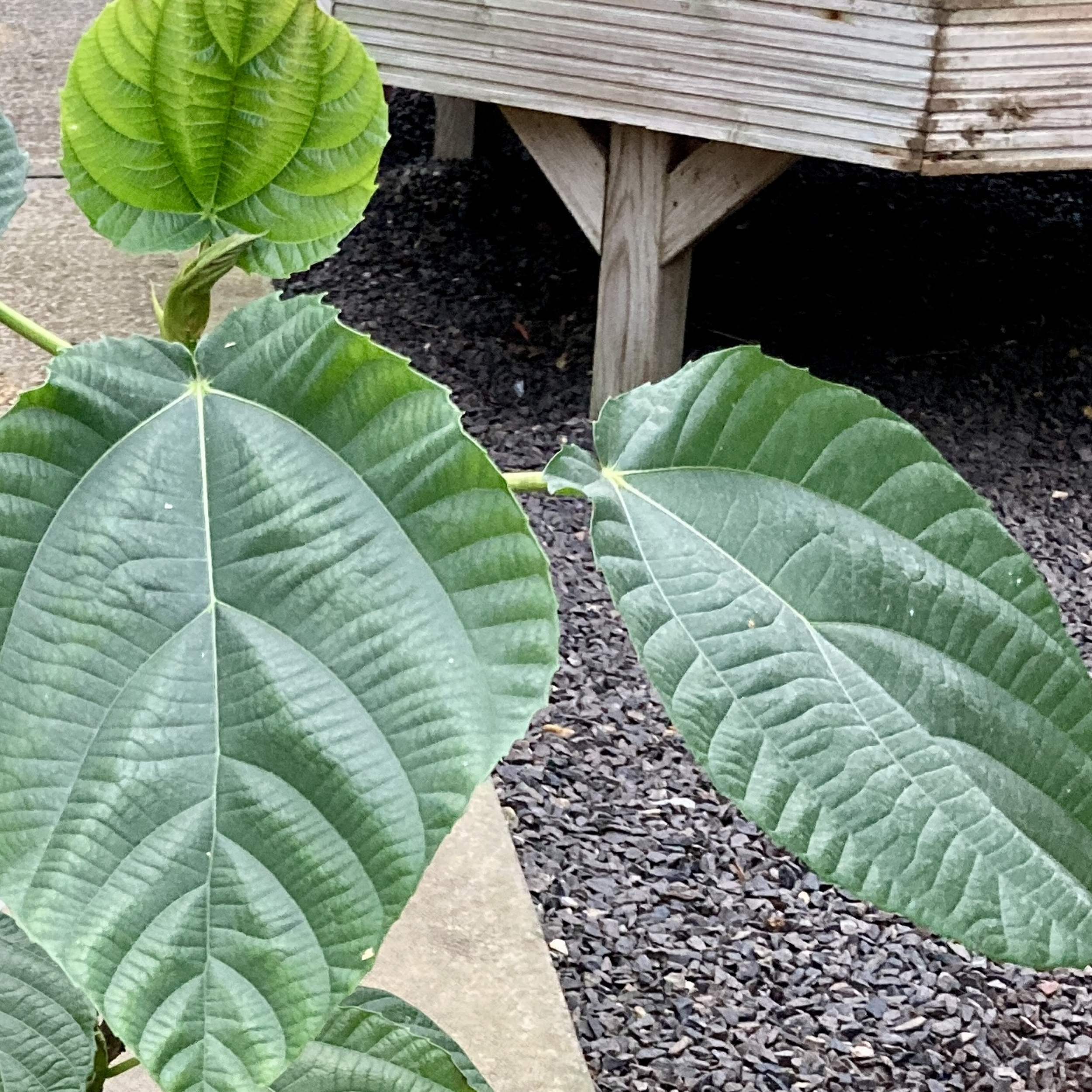 JL-FIA Ficus auriculata