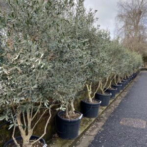 Olea europaea 'Cipressino' - Mature