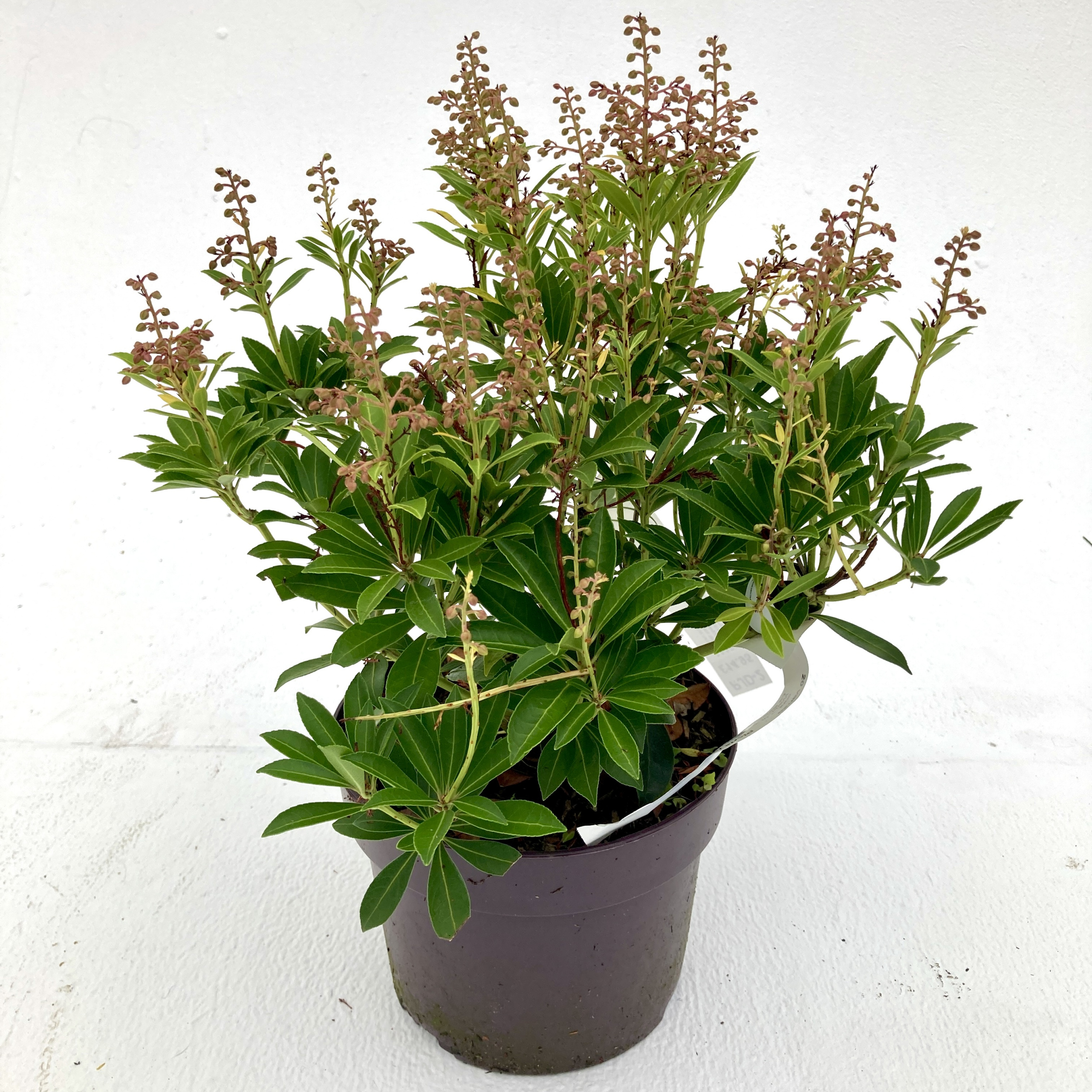 PJD Pieris japonica 'Debutante'