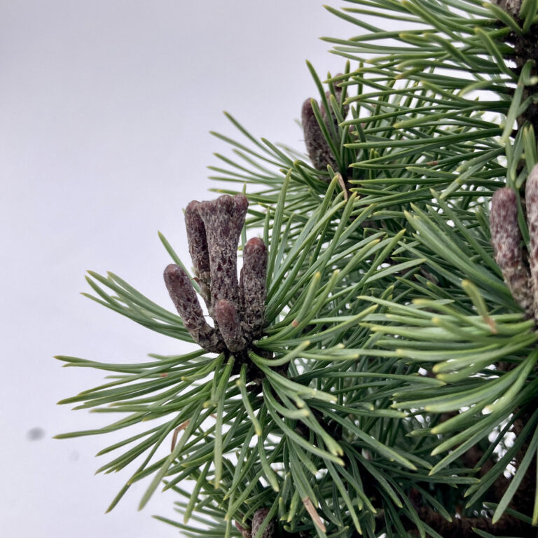 PMG Pinus mugo 'Mops'