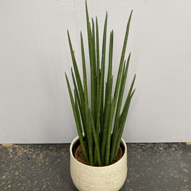 SMK Sansevieria mikado