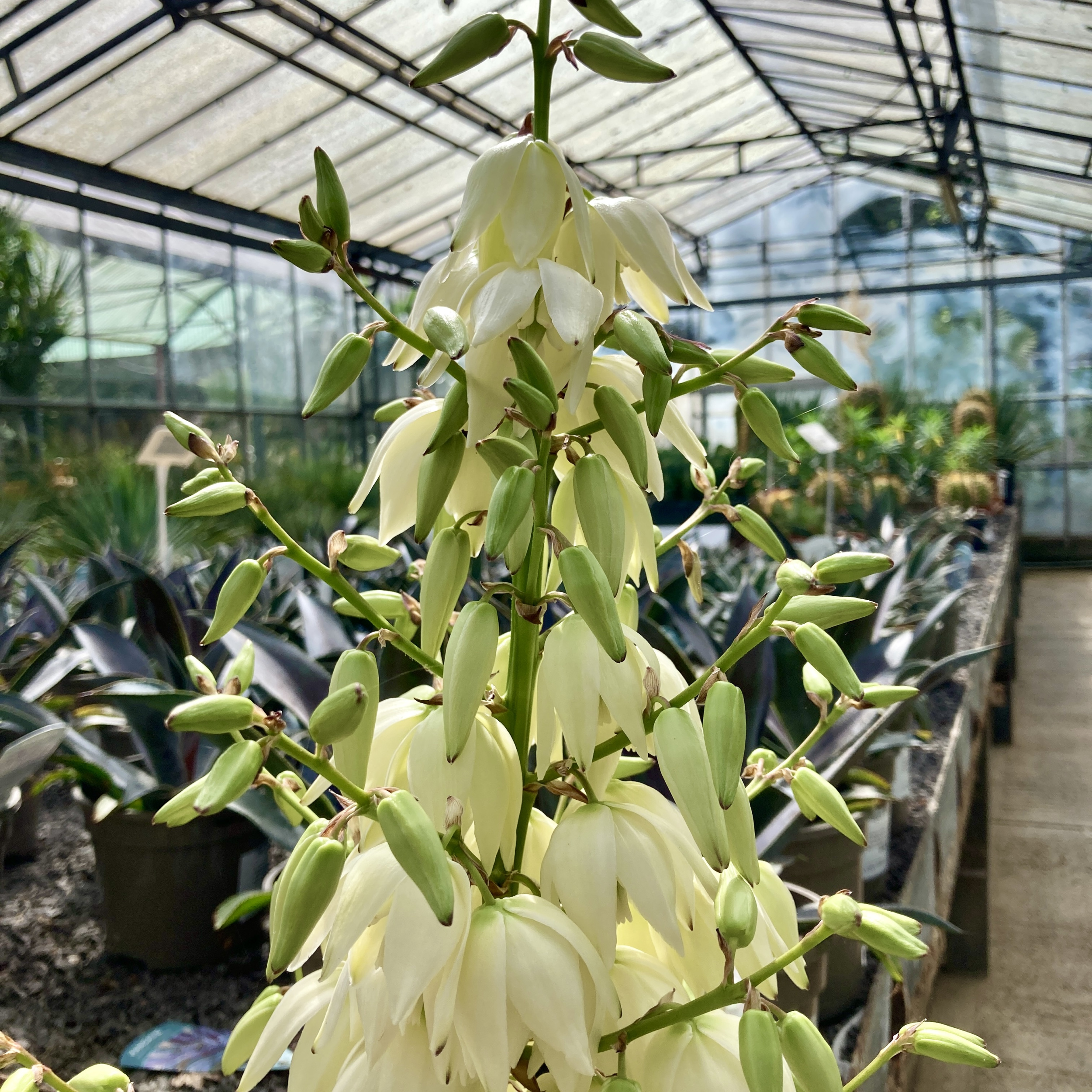 YGH Yucca gloriosa hybrid