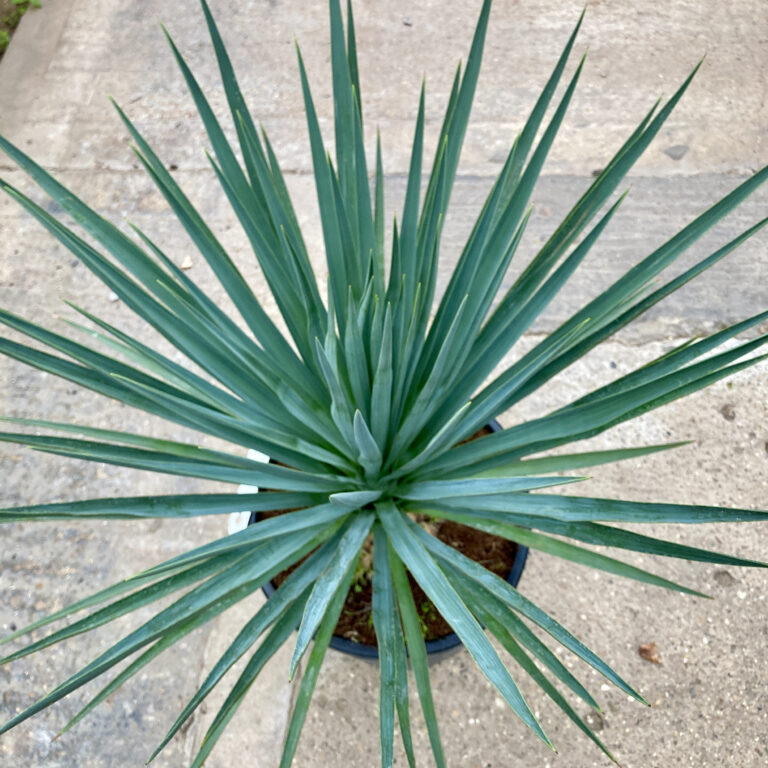 YGH Yucca gloriosa hybrid